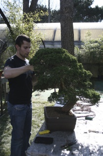 Il vivaio Paradise Bonsai ad Affori, Milano