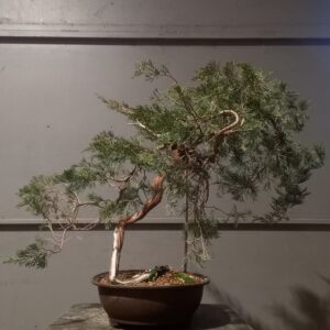Ginepro Sabina