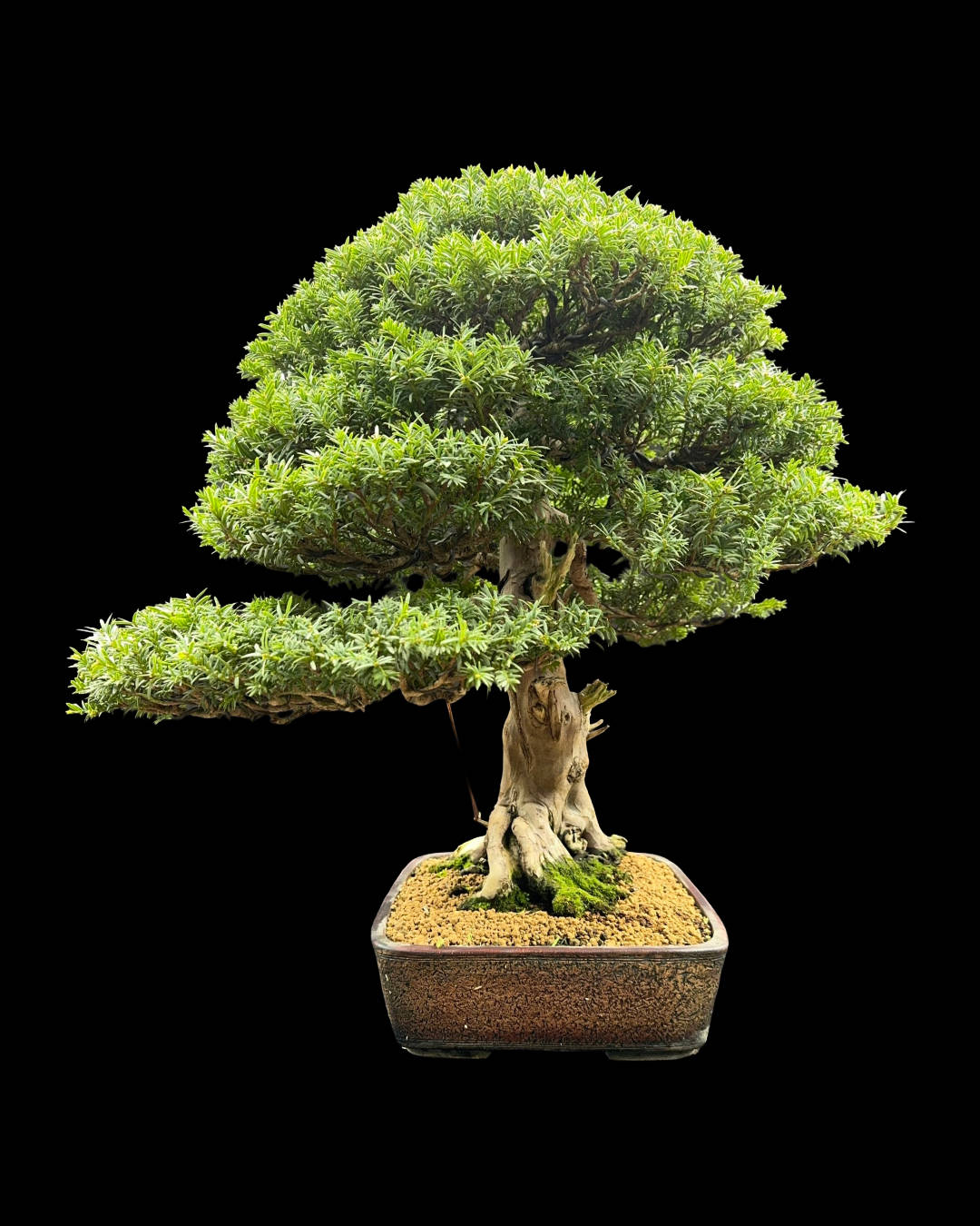 Tasso baccata – bonsai esemplare unico, 56 cm - immagine 3