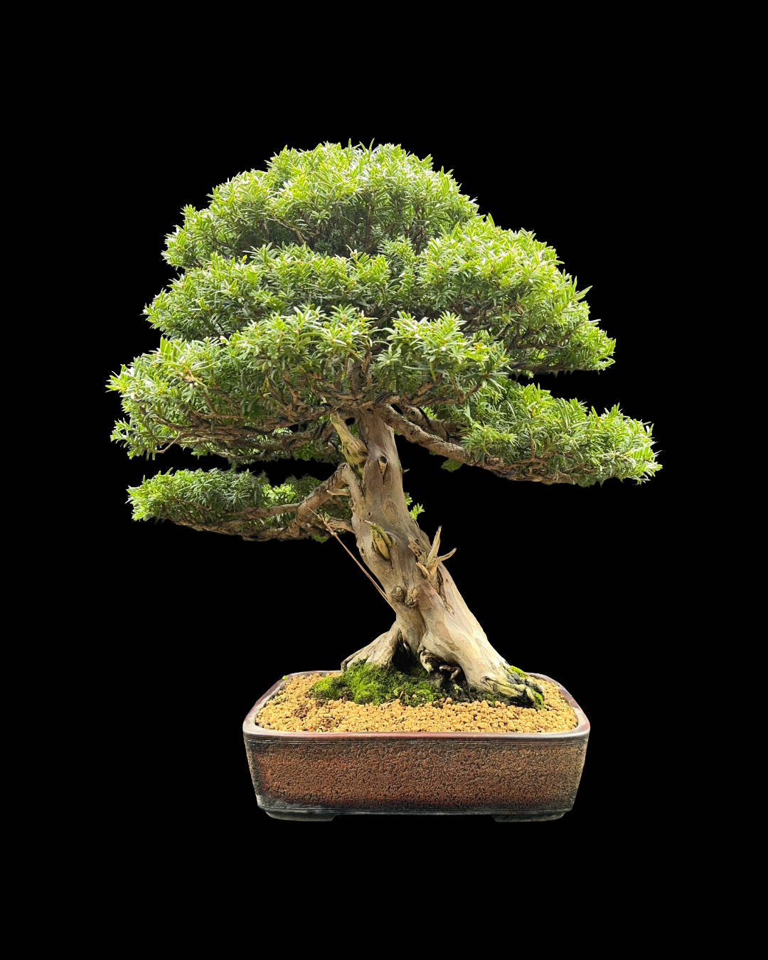 Tasso baccata – bonsai esemplare unico, 56 cm - immagine 4
