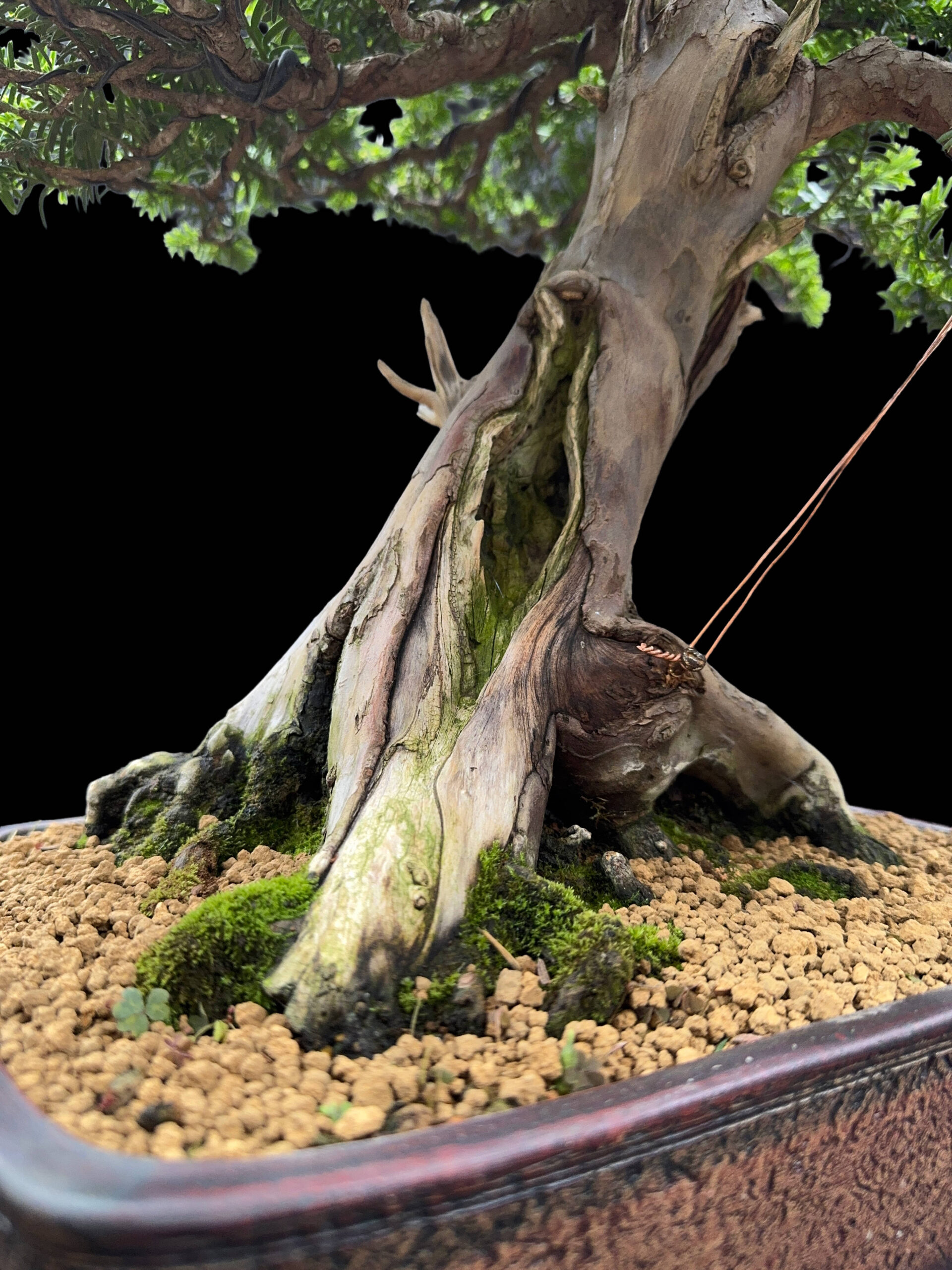 Tasso baccata – bonsai esemplare unico, 56 cm - immagine 5