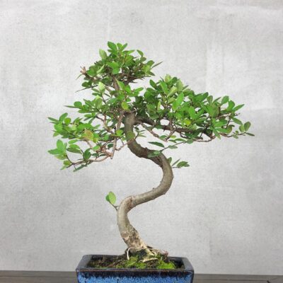 Bonsai di Olmo Cinese vaso 13cm