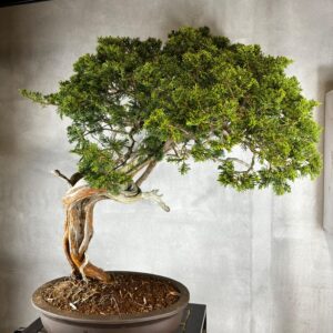 Bonsai di Ginepro Sabina