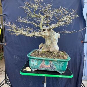 Bonsai di Olmo Cinese