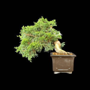 Bonsai di Ginepro shoin