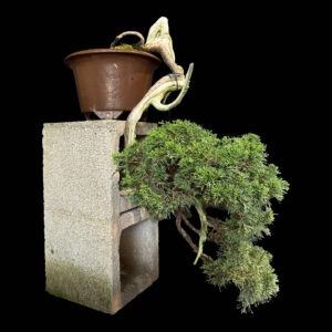 Bonsai di Ginepro Sabina innestato a Itoigawa