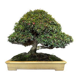 Shoin Bonsai di trachelospermum
