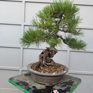 Bonsai di Pino Nero Thumbergii
