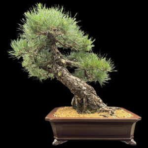 Bonsai di Pino Nero Thumbergii