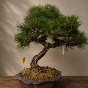 Bonsai di Pino Nero Thumbergii Pino#5
