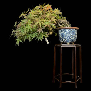 Bonsai di acero palmato cascata shoin