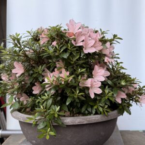 Azalea Nikko fiore rosa chiaro