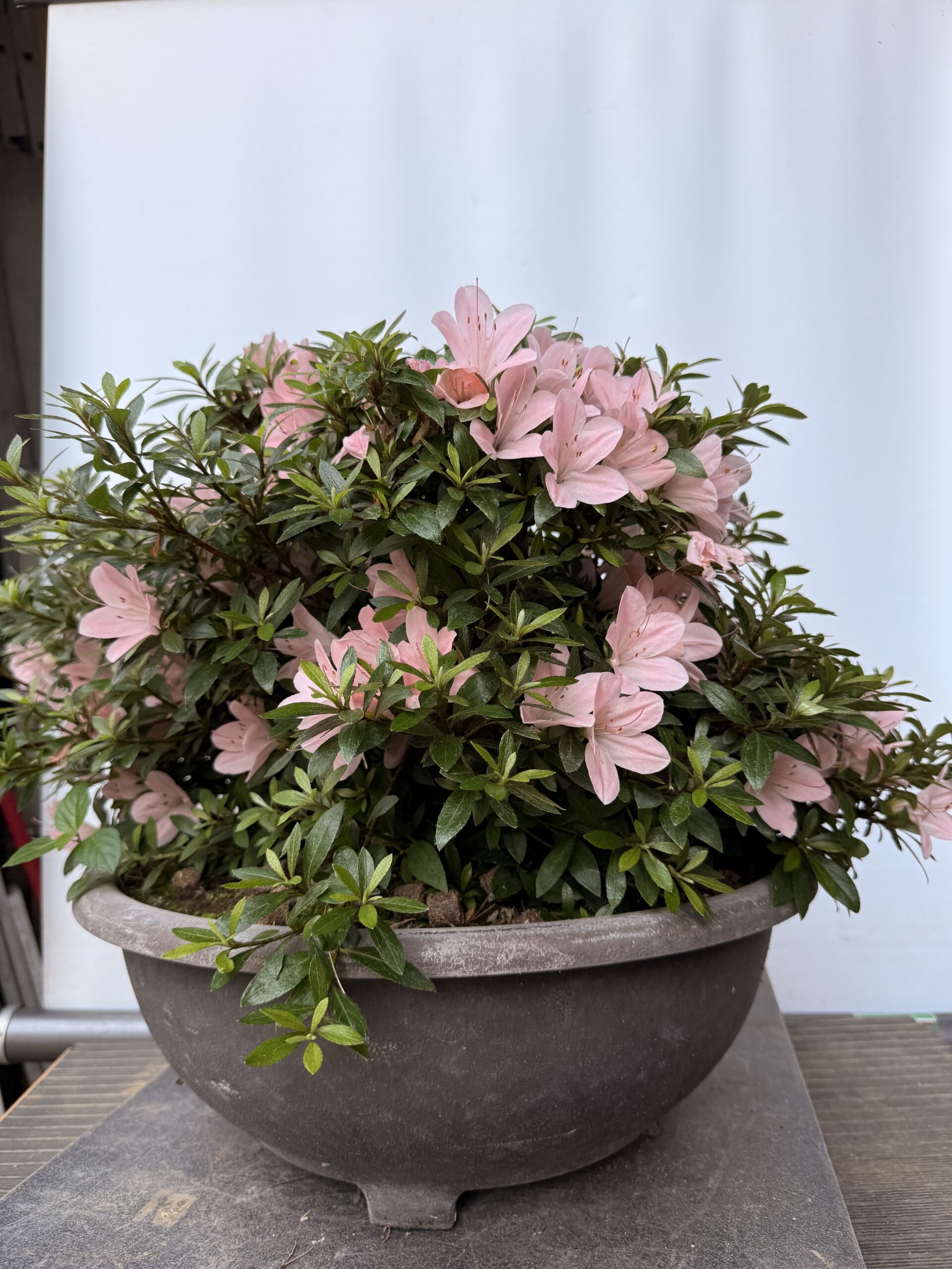Azalea Nikko fiore rosa chiaro