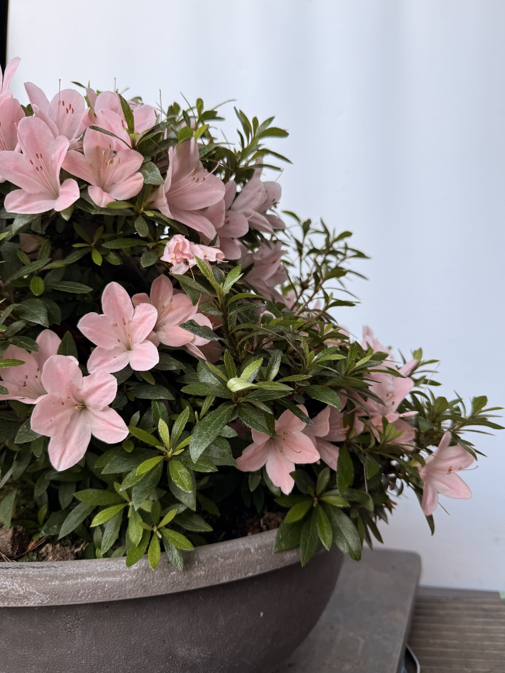 Azalea Nikko fiore rosa chiaro - immagine 2