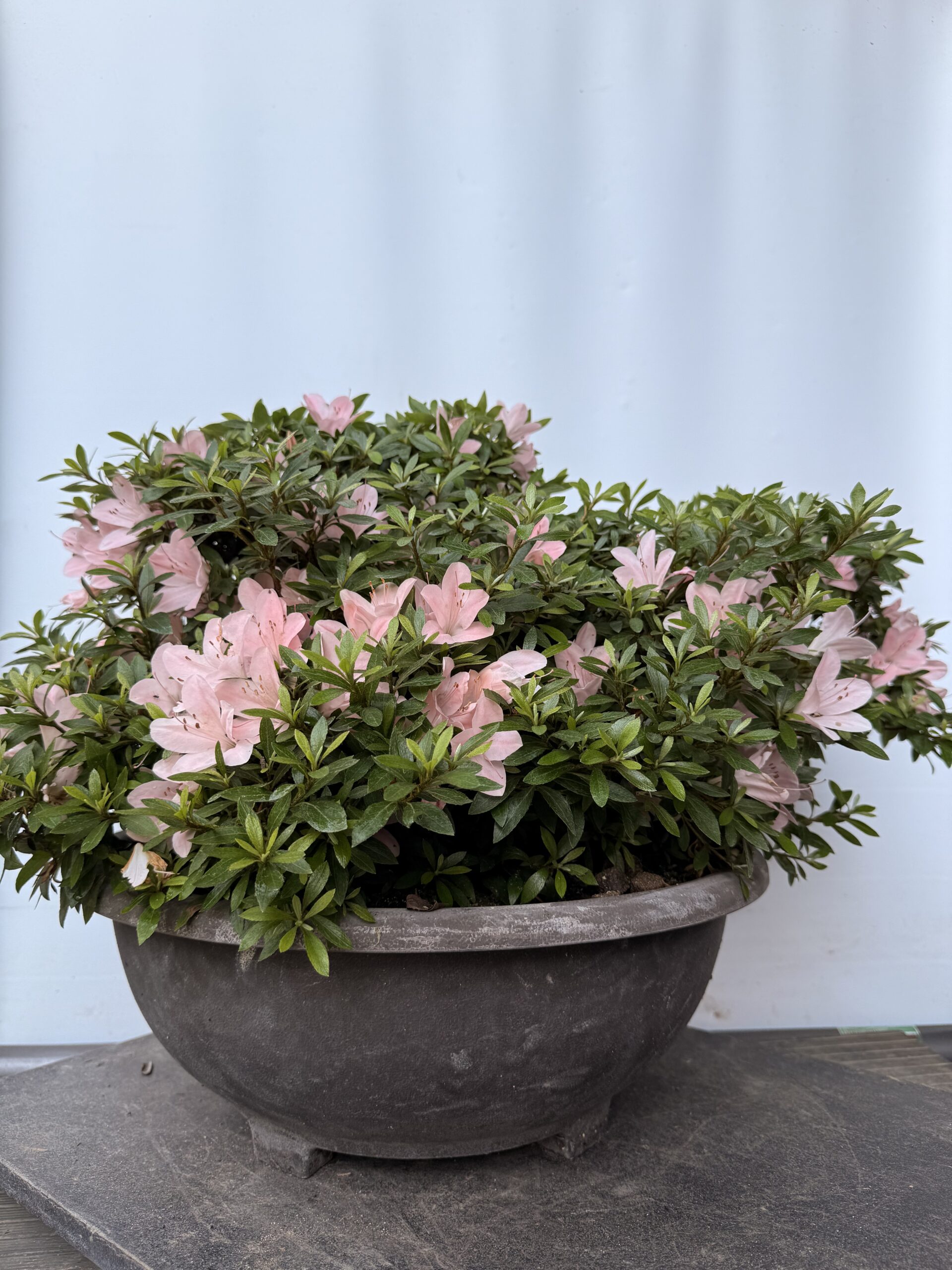 Azalea Nikko fiore rosa chiaro - immagine 6