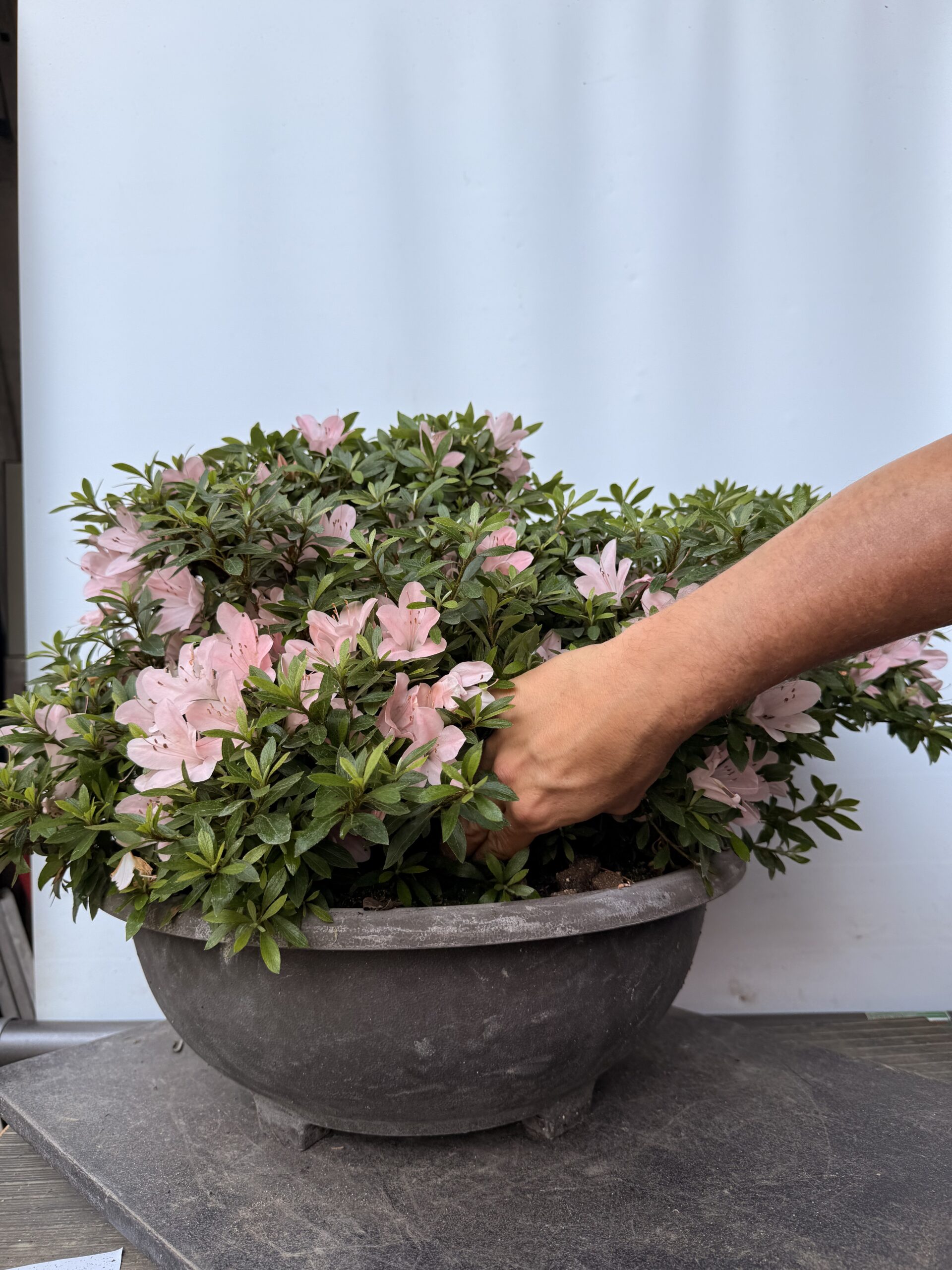 Azalea Nikko fiore rosa chiaro - immagine 5