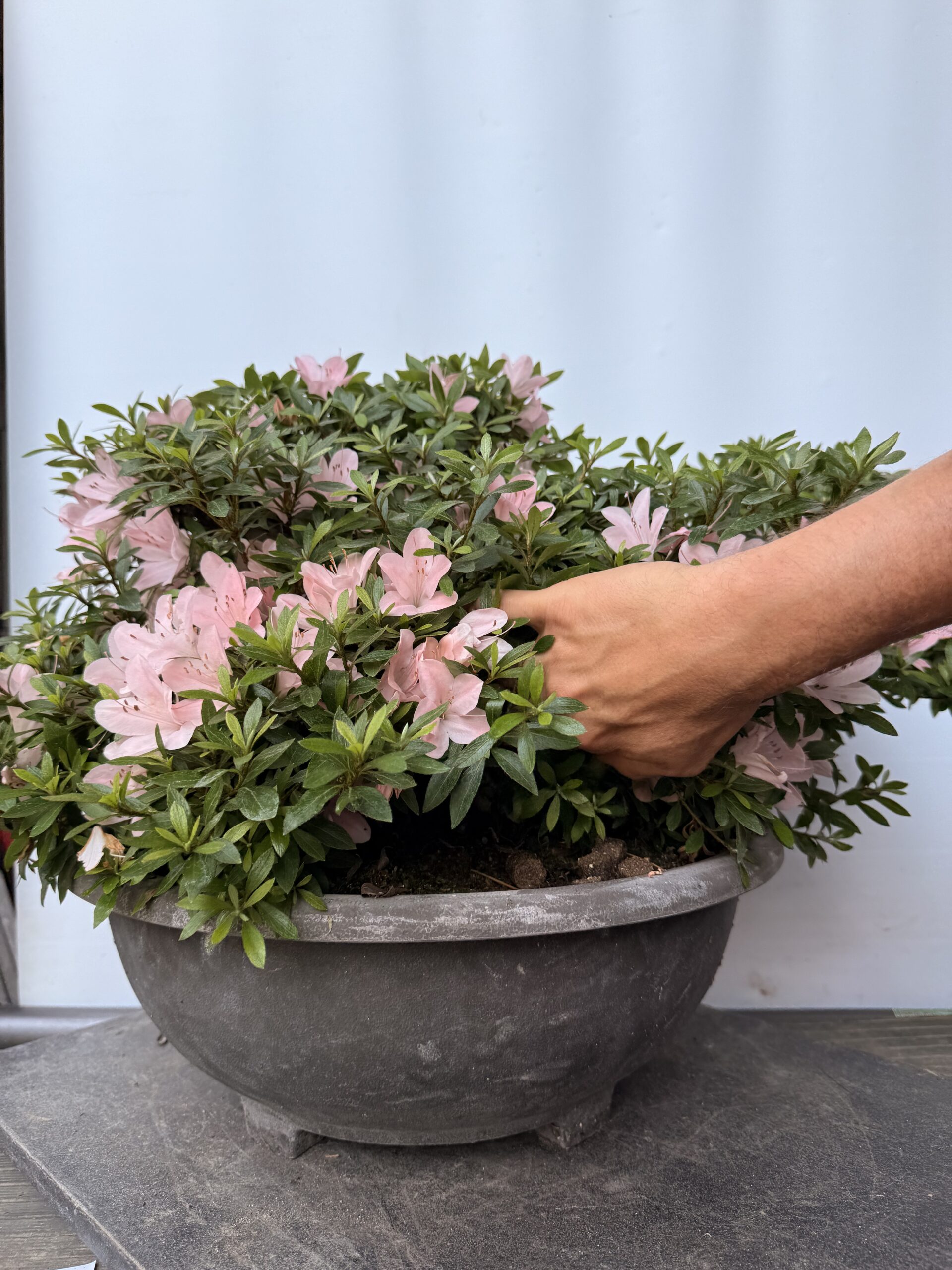 Azalea Nikko fiore rosa chiaro - immagine 4