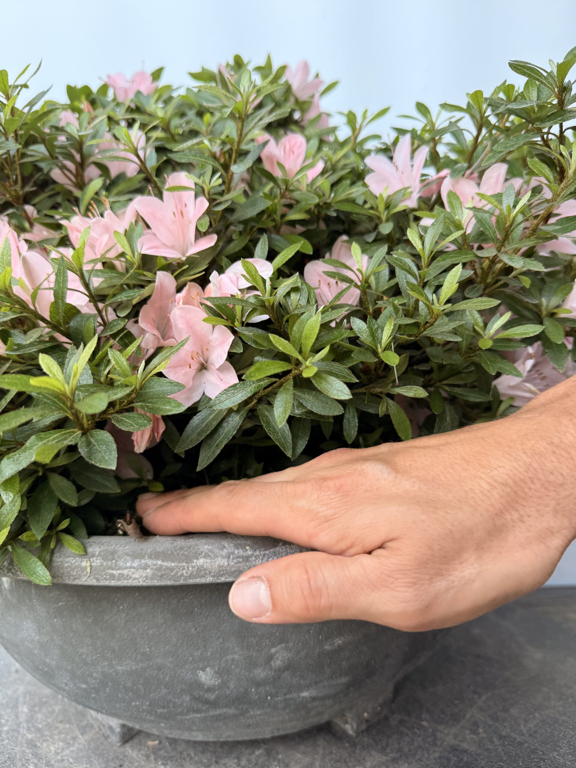 Azalea Nikko fiore rosa chiaro - immagine 3