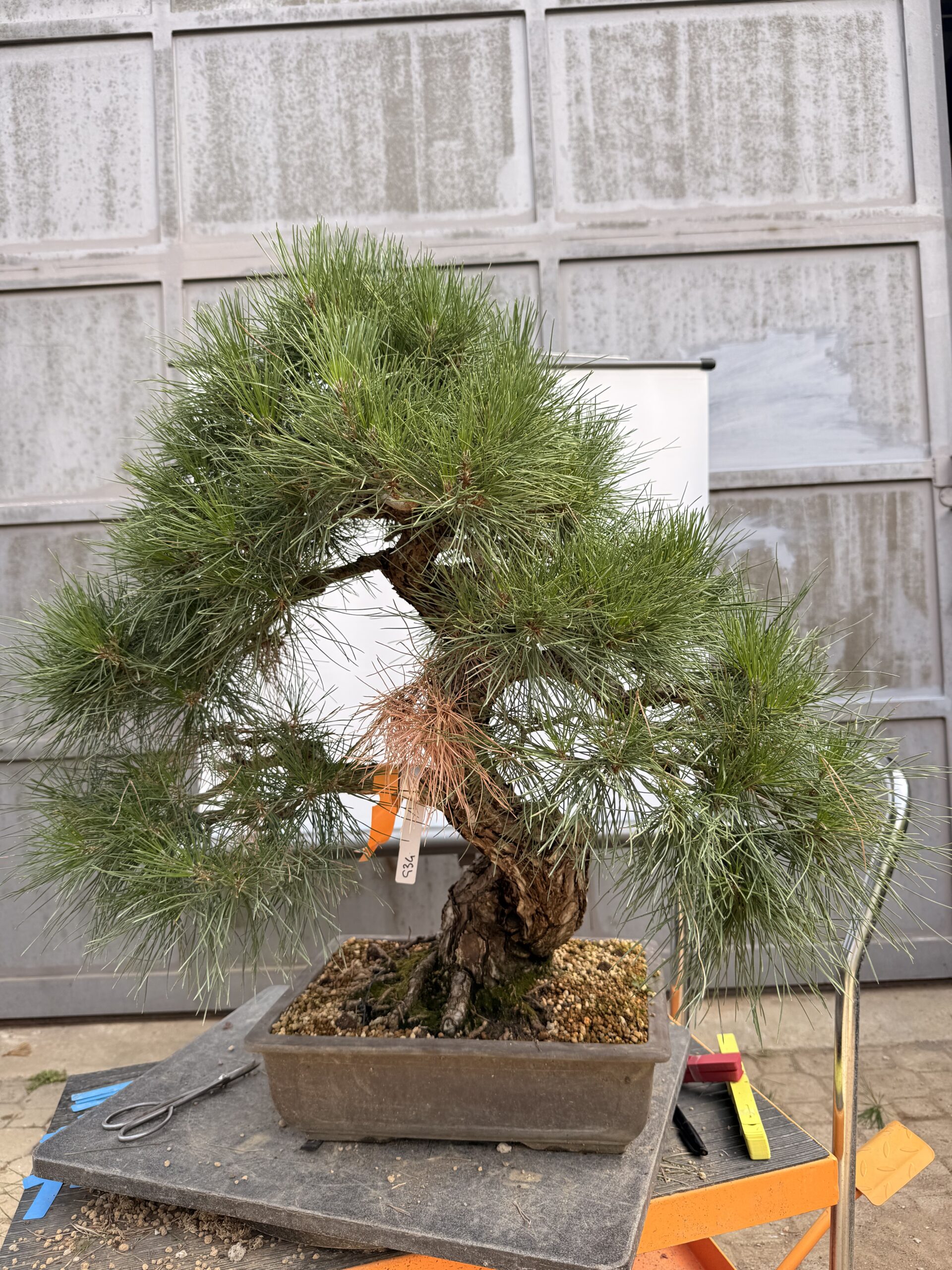 Bonsai pino nero - PINO #9 - immagine 2