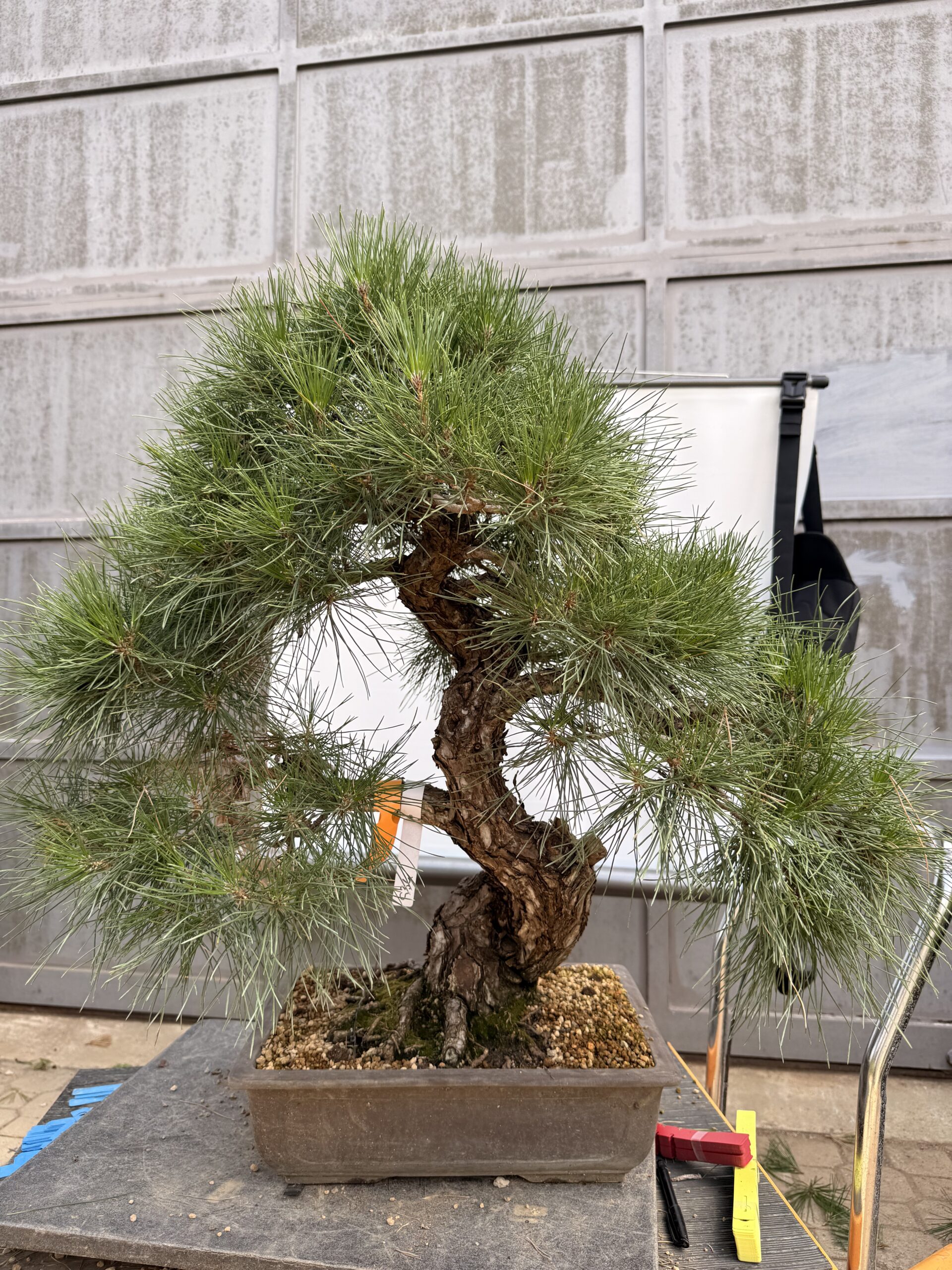 Bonsai pino nero - PINO #9 - immagine 3