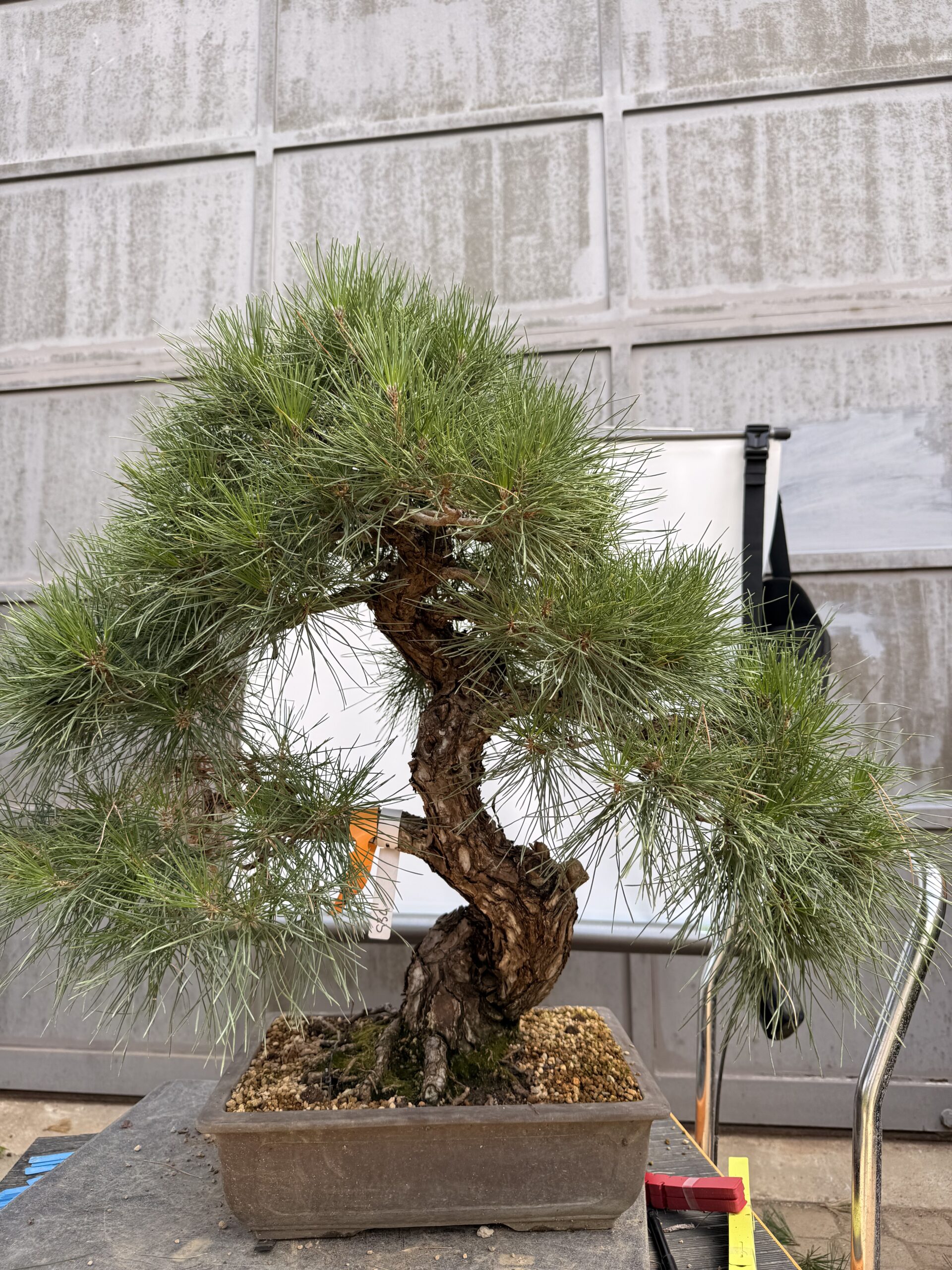 Bonsai pino nero - PINO #9 - immagine 5