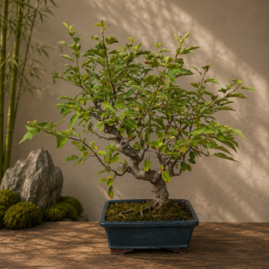 Bonsai DI MELO vaso blu