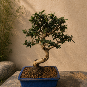 Olivastro – bonsai di olivo selvatico, 22 cm (esemplare 4)
