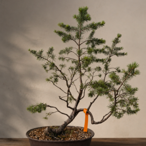 Bonsai pino silvestre - PINO #1