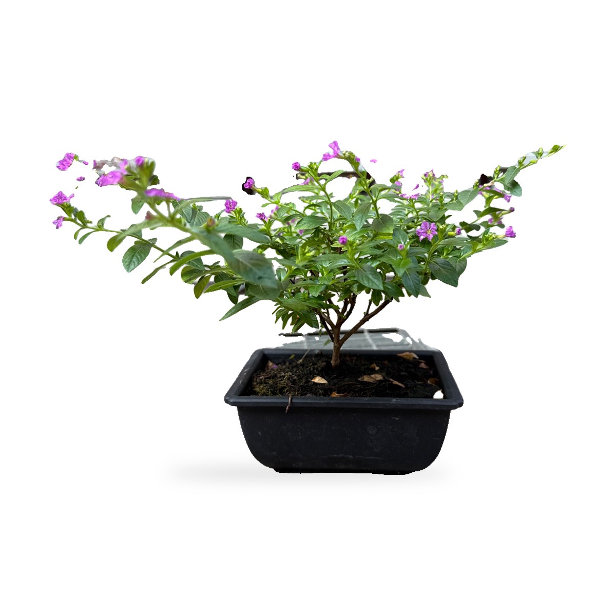 Cuphea prebonsai con fiori viola in vaso da coltivazione, vista frontale