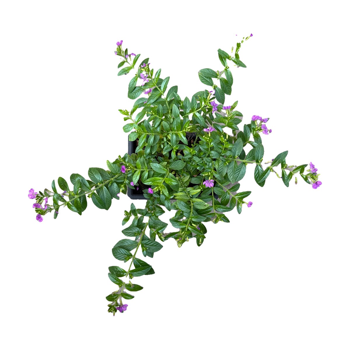 Cuphea prebonsai fiorita vista dall'alto