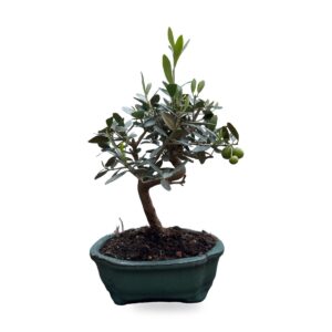 Bonsai di olivo in vaso di ceramica verde – vista frontale