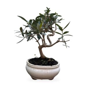 Bonsai di olivo con tronco sinuoso in vaso ceramico avorio – vista frontale