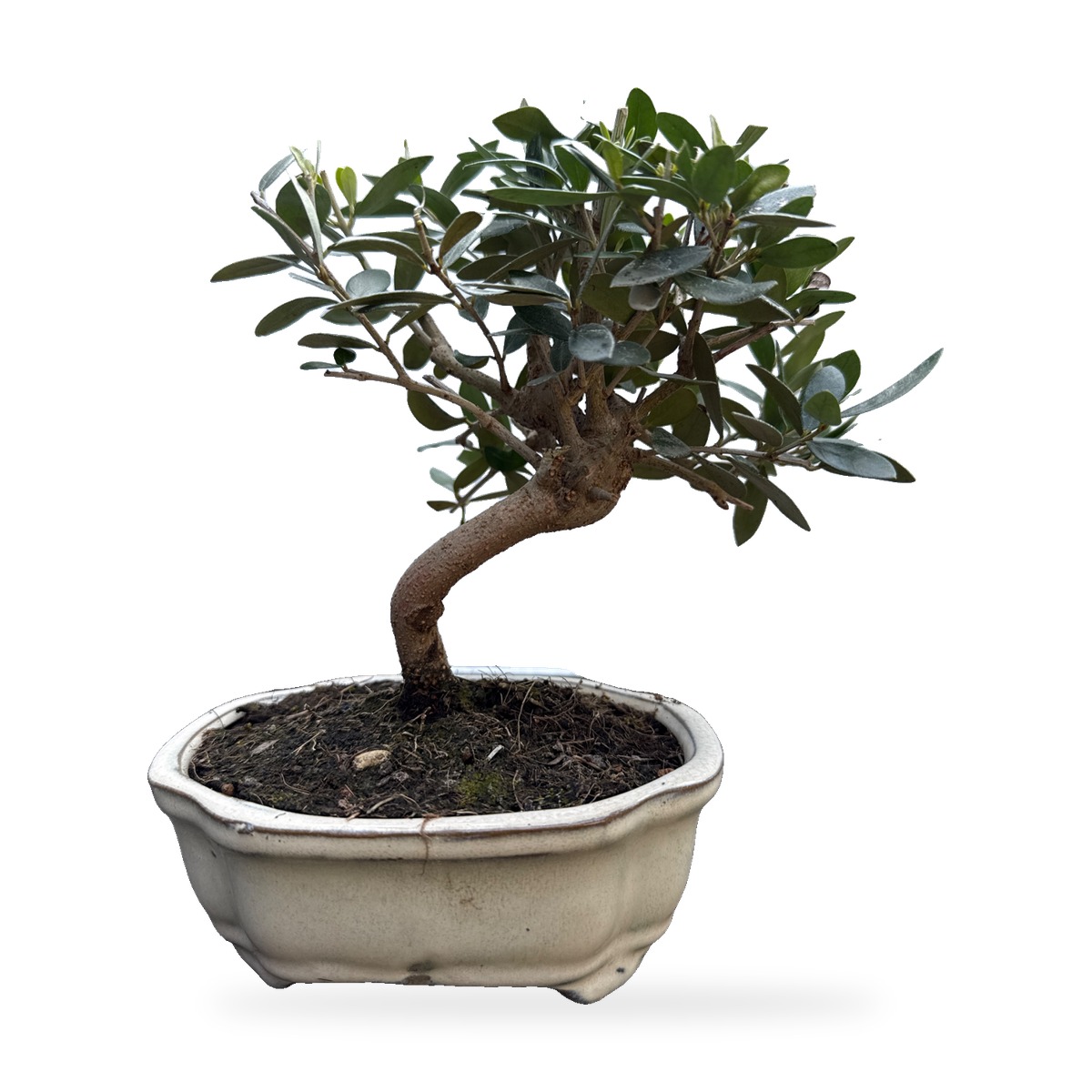 Bonsai di olivo in vaso di ceramica color crema – vista frontale