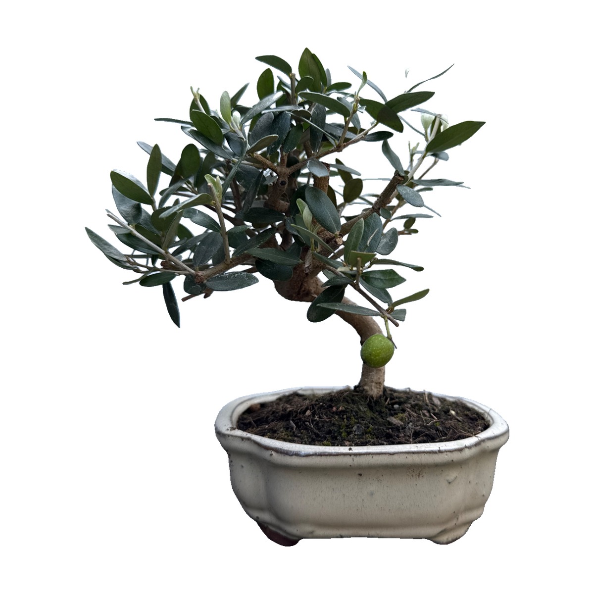 Bonsai di olivo in vaso di ceramica color crema – foto 2