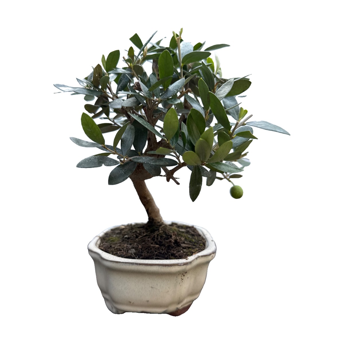 Bonsai di olivo in vaso di ceramica color crema – foto 3
