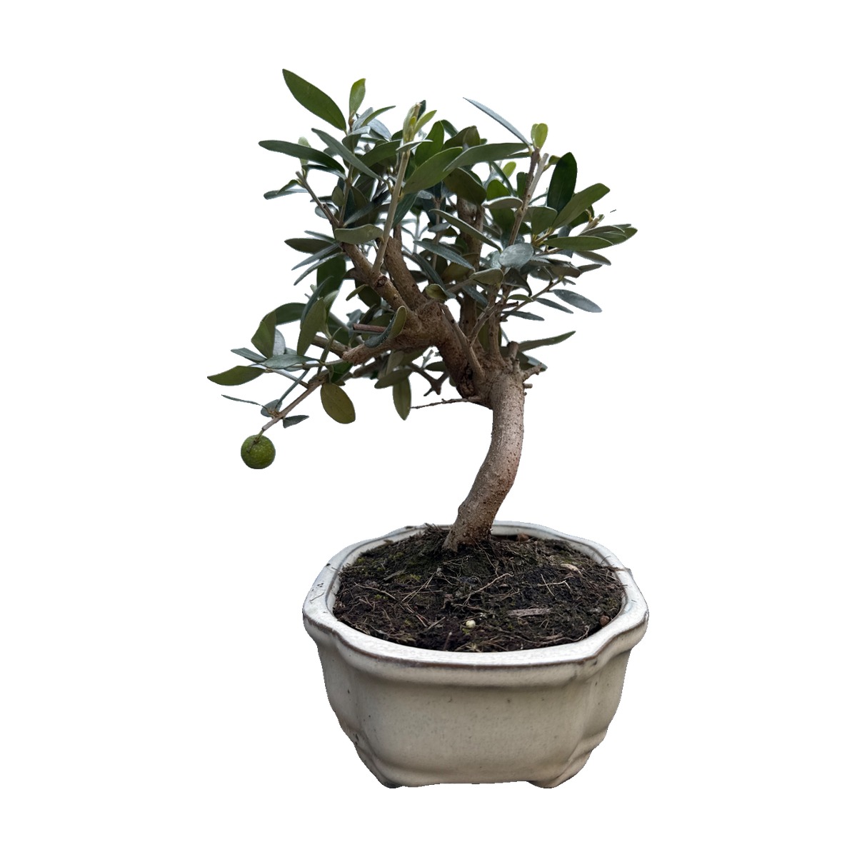 Bonsai di olivo in vaso di ceramica color crema – foto 4