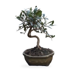 Bonsai di olivo con tronco a S in vaso smaltato verde oliva – vista frontale