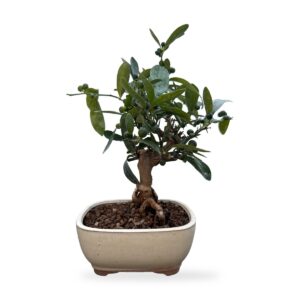 Bonsai Kinzu, mandarino cinese nano con frutti – vista frontale