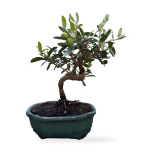 Bonsai di olivo con tronco sinuoso in vaso smaltato verde – vista frontale