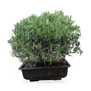 Bonsai di Rosmarino prostrato da esterno, foto 1