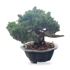Prebonsai Ginepro Itoigawa shoin di 85 anni, foto 1
