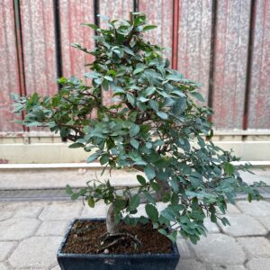 Bonsai Olmo cinese con tronco sinuoso, foto 1