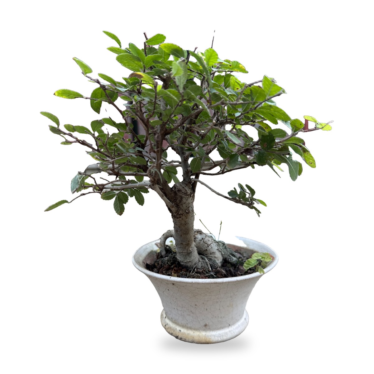 Bonsai Olmo cinese da esterno, foto 1
