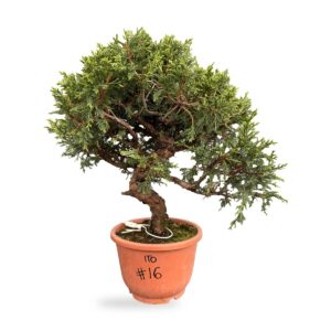 Bonsai di ginepro Itoigawa da esterno con tronco sinuoso, esemplare n. 16
