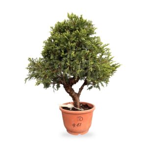 Bonsai di ginepro Itoigawa da esterno, esemplare n. 17