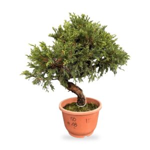 Bonsai di ginepro Itoigawa da esterno, esemplare n. 18