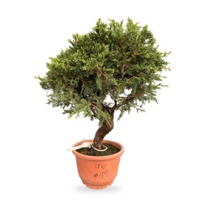 Bonsai di ginepro Itoigawa da esterno, esemplare n. 19