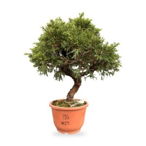 Bonsai di ginepro Itoigawa da esterno, esemplare n. 22