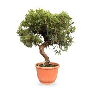 Bonsai di ginepro Itoigawa da esterno, esemplare n. 27