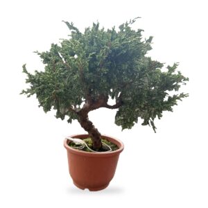 Bonsai di ginepro Itoigawa da esterno, esemplare n. 28